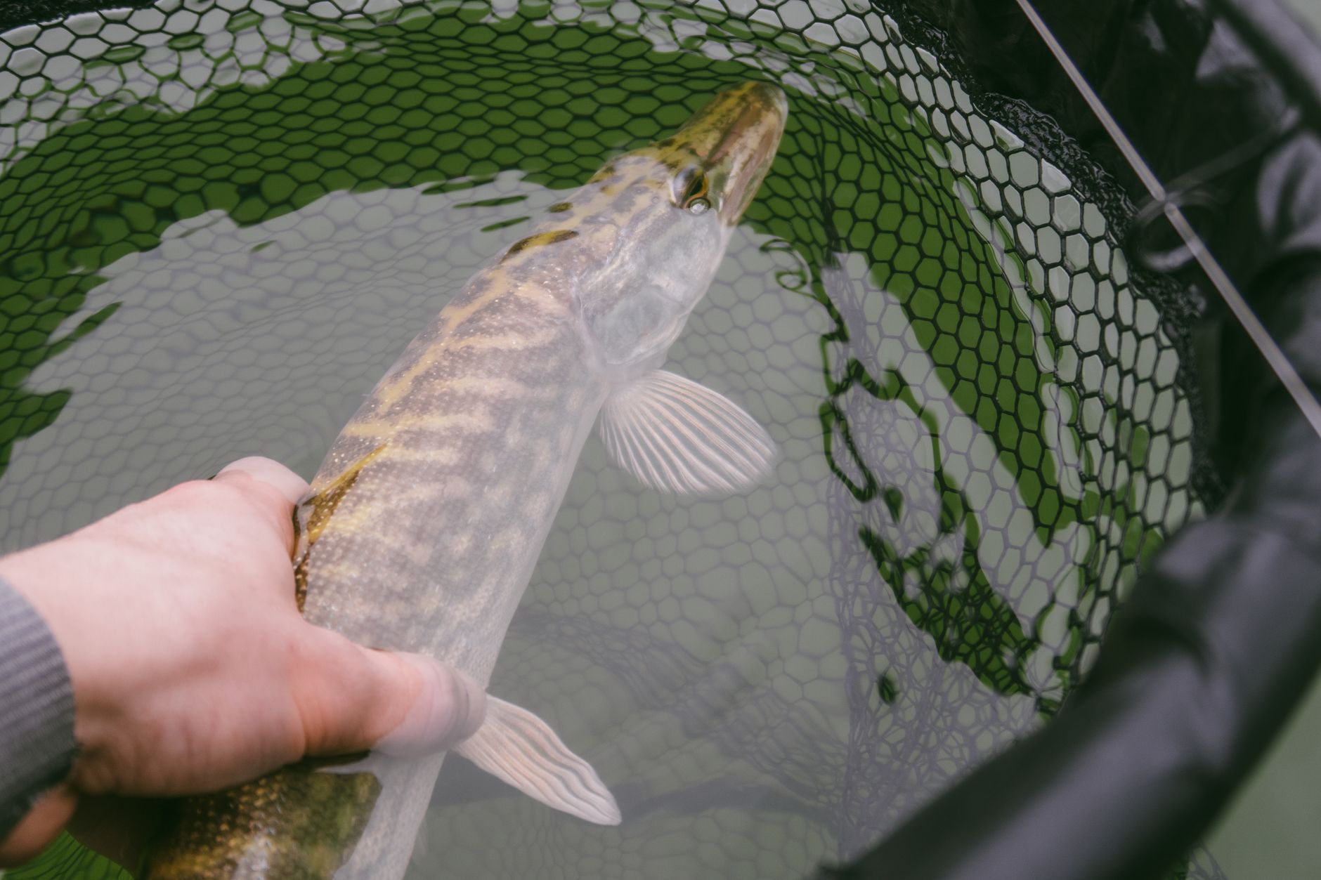 Brochet tenu par un pêcheur au bord de l'eau
