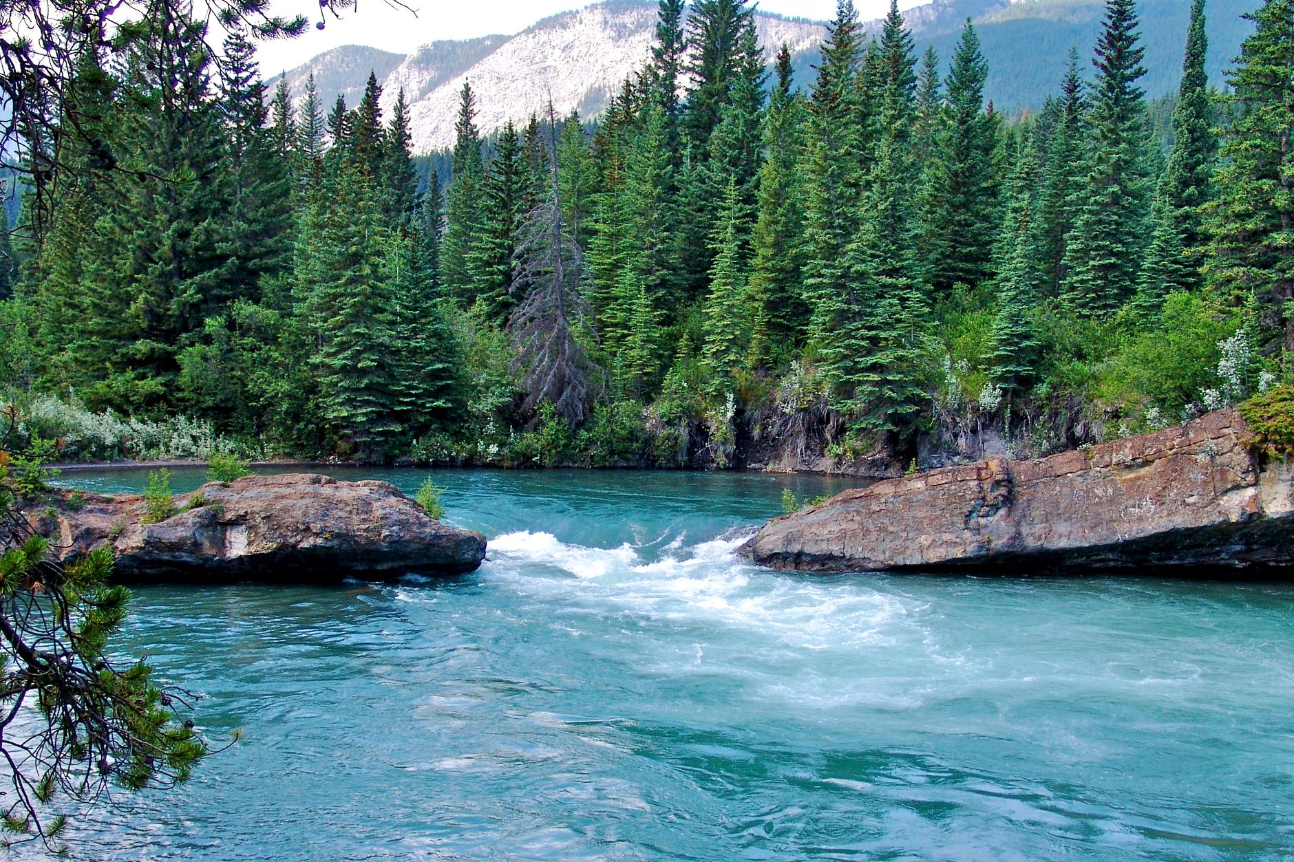 Rivière rapide bordée de conifères